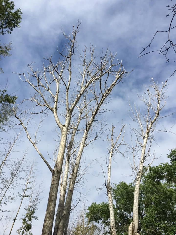 Tall leafless trees against a cloudy blue sky, with a few green trees below.