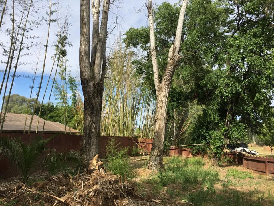 Leafless trees and a brush pile in a fenced yard beside a red wall under a blue sky