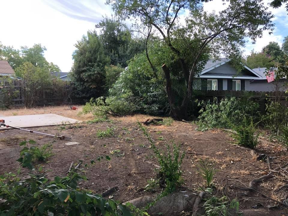 Cleared front yard with scattered shrubs and a house in the background under a cloudy sky