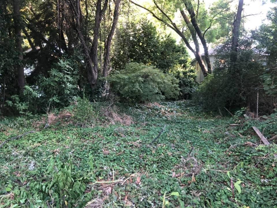 Dense green woodland clearing with tall trees and overgrown grass under dappled sunlight
