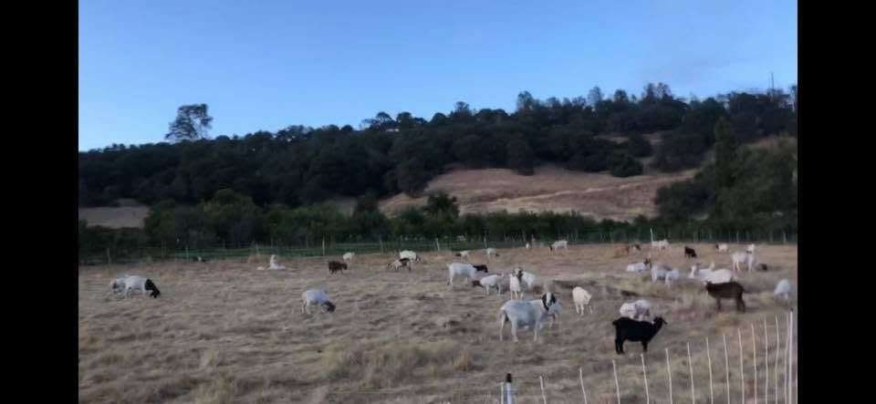 Cattle grazing in a dry field with trees and hills in the background under a blue sky