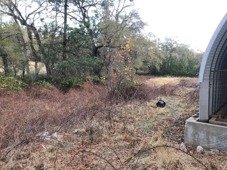 Overgrown field with trees and brush beside a curved metal shed wall