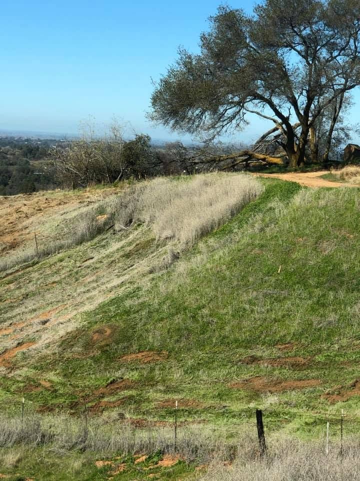 Grassy hillside with a winding dirt path and a lone tree under a clear blue sky