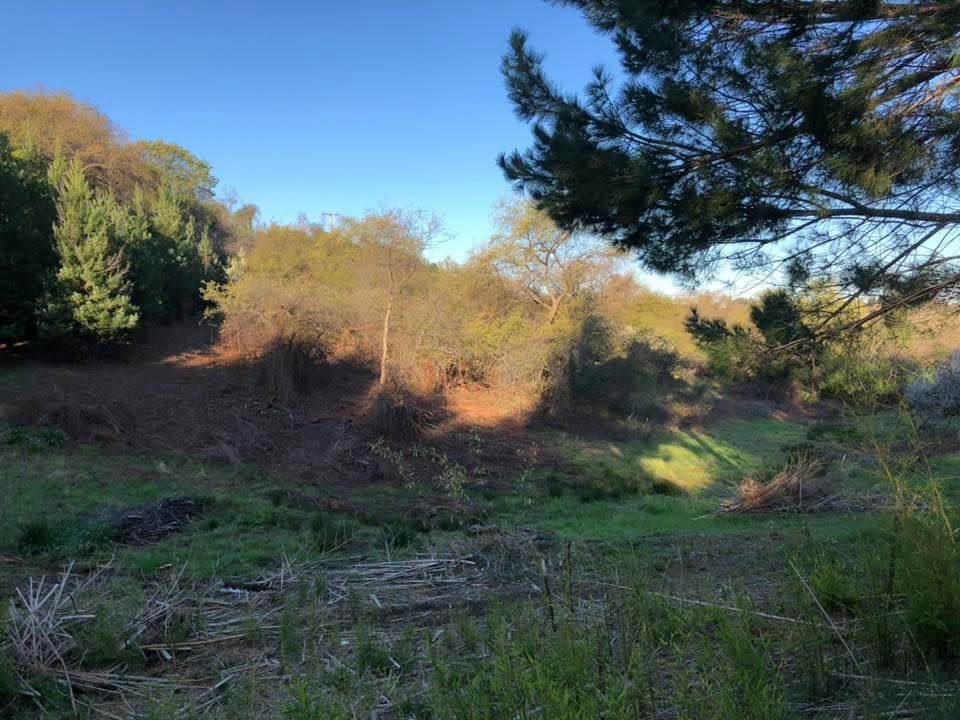 Wooded hillside with dry grass, green trees, and a clear blue sky