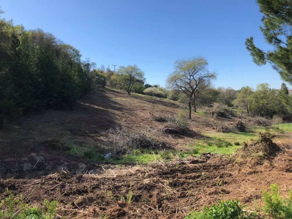 Dry, grassy hillside with scattered trees under a clear blue sky