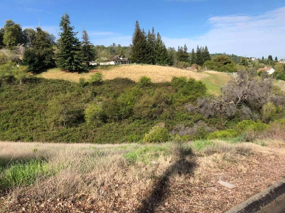 Grassy hillside with shrubs and trees under a clear blue sky