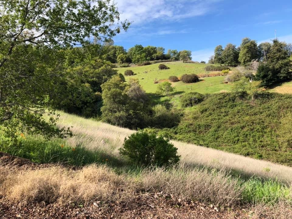Sunny green hillside with scattered trees and dry grass under a clear sky