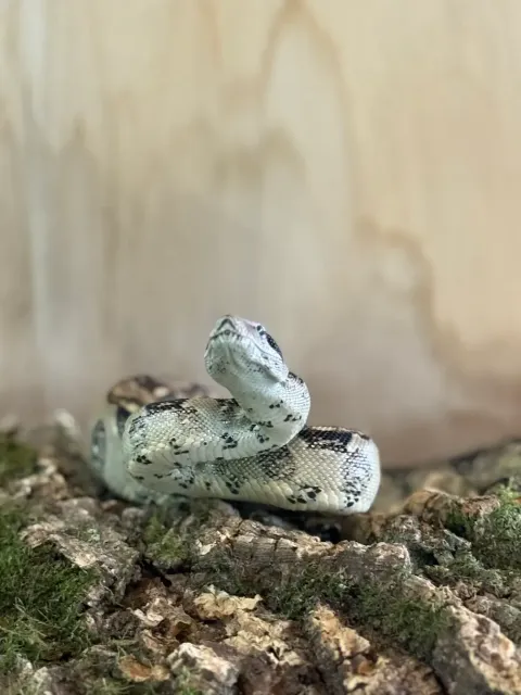 Snake on Cork Bark