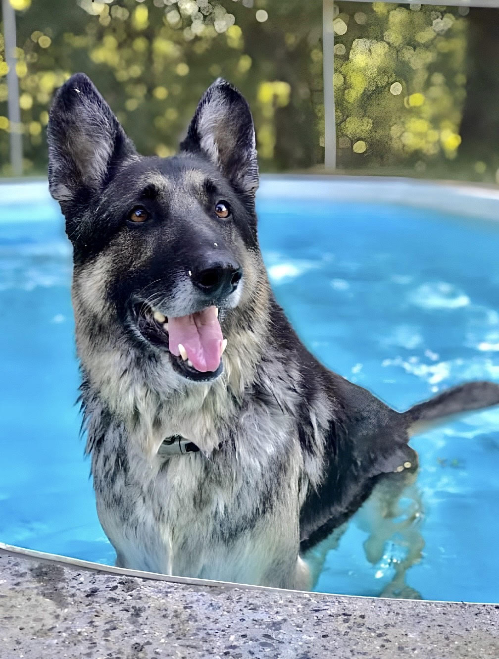 Training & Events Harrisburg, NC Wyolina Kennels