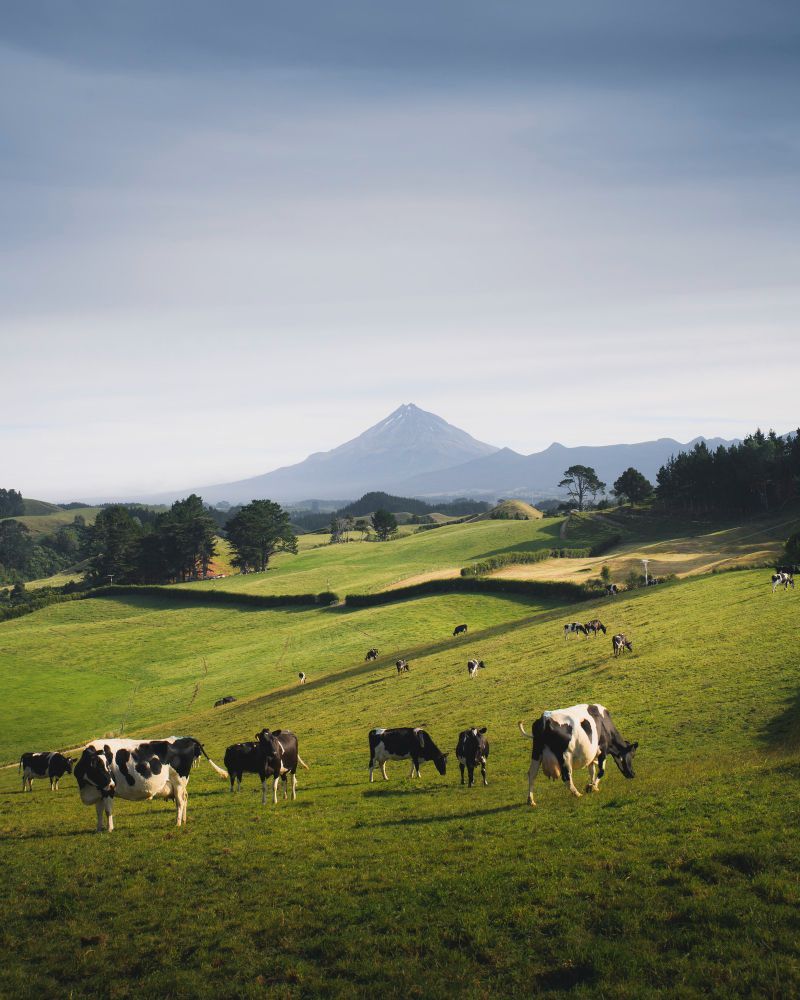 Cows grazing on a green hillside with a mountain in the distance under a cloudy sky