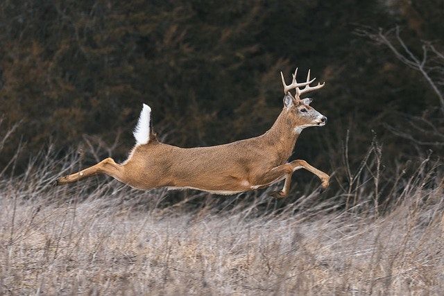 Buck deer leaping through dry grass with a white tail raised, in front of dark woods
