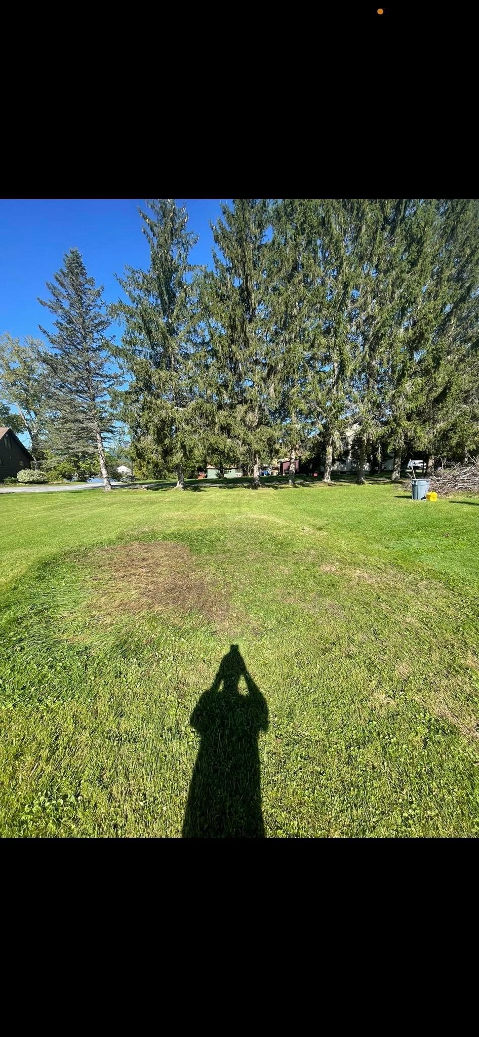 A grassy yard under a blue sky, with tall evergreen trees in the background and a large, shadowed figure in the foreground.