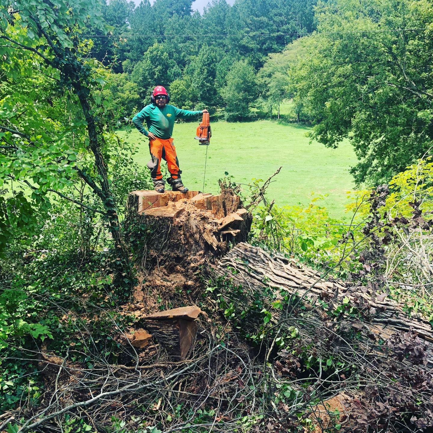 Worker standing on top of removed tree — Louisville, TN — Petree Arbor Lawn & Landscape