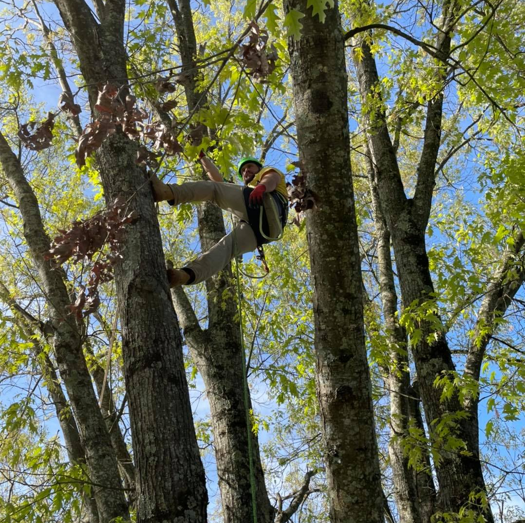 Tree Expert Trimming Tree — Louisville, TN — Petree Arbor Lawn & Landscape Tree Expert Trimming Tree — Louisville, TN — Petree Arbor Lawn & Landscape