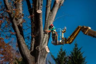 Worker Trimming Tree Branches — Louisville, TN — Petree Arbor Lawn & Landscape Worker Trimming Tree Branches — Louisville, TN — Petree Arbor Lawn & Landscape