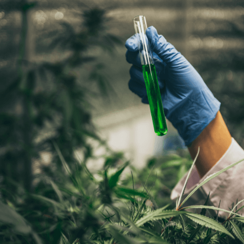 Hemp testing in Level One Lab