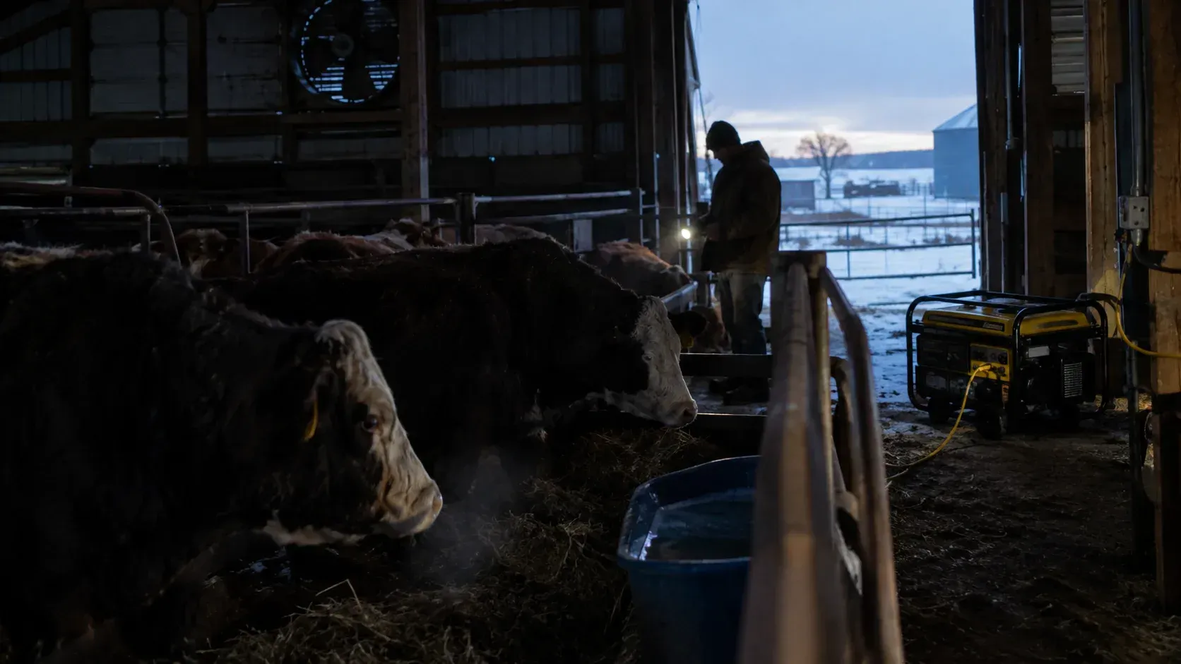 Winter storm livestock care illustrated in Can a Power Outage in Winter Kill Livestock?