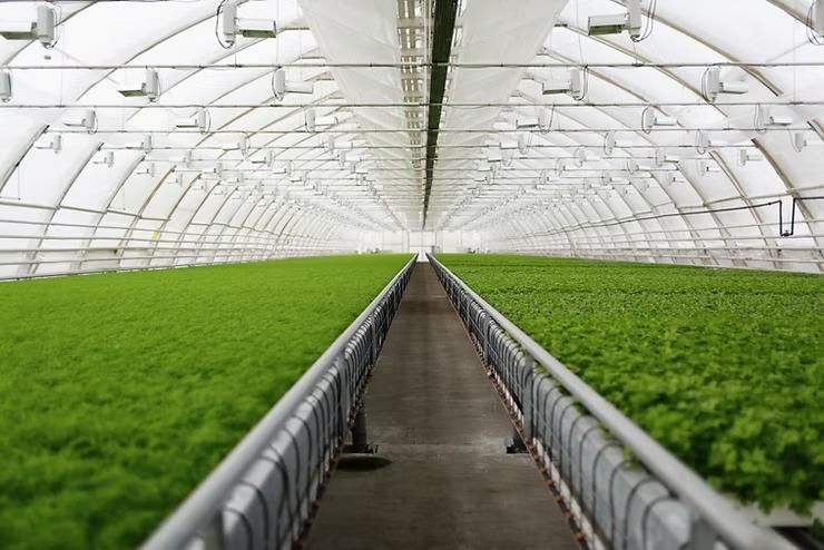 Inside a greenhouse with rows of green plants and a central walkway.