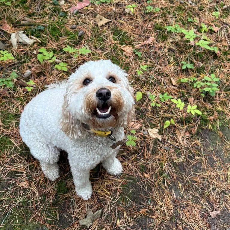 Small curly-haired white dog standing on a dirt path with twigs, looking at the camera