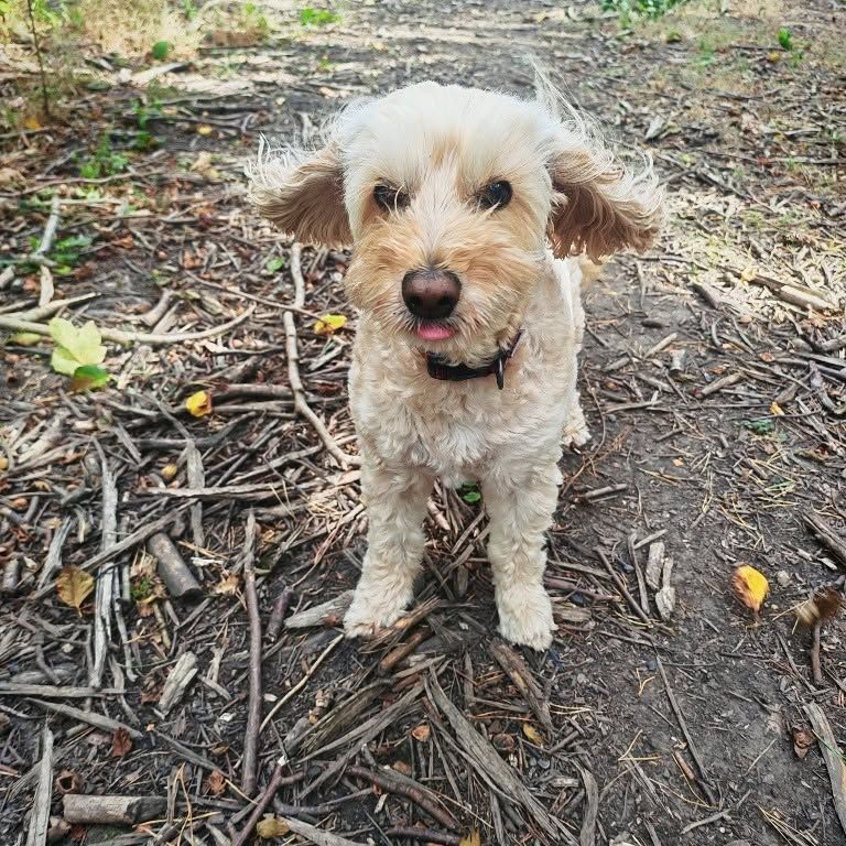Small curly-haired white dog standing on a dirt path with twigs, looking at the camera