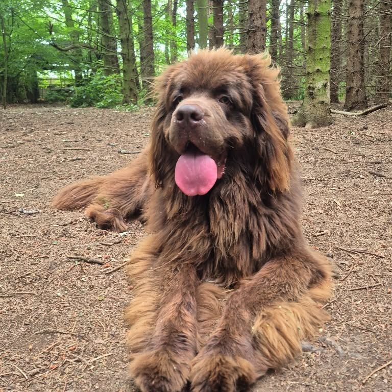 Brown fluffy dog lying on a forest trail with tongue out
