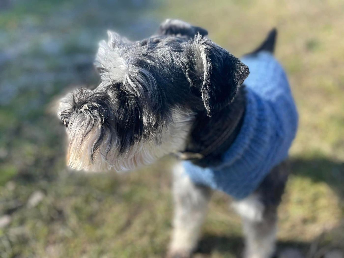 Small black-and-white dog wearing a blue sweater standing on grass outdoors
