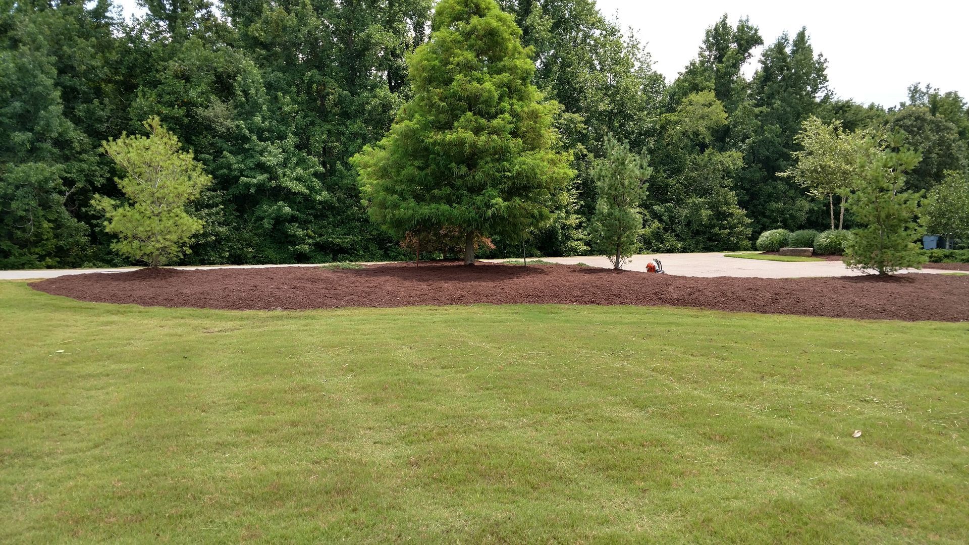 Grassy field with landscaped trees and a mulched flower bed under an overcast sky