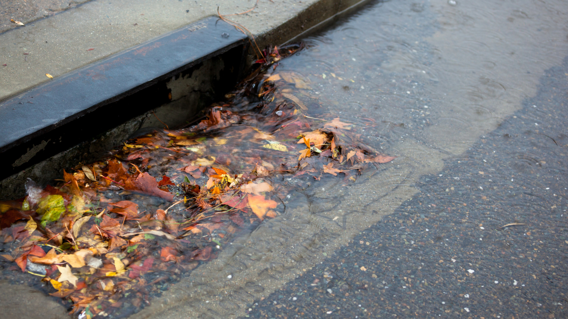 Leaves and debris clog a curbside storm drain beside a wet street.