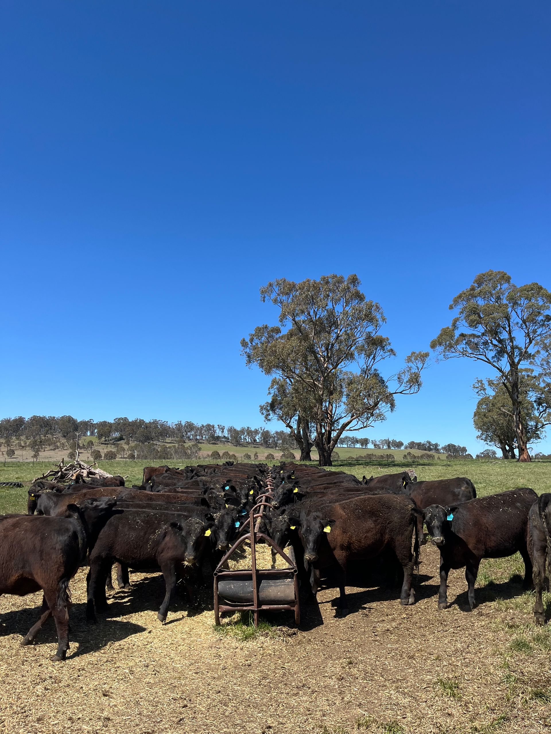The Boundary Rider's Report October 2024