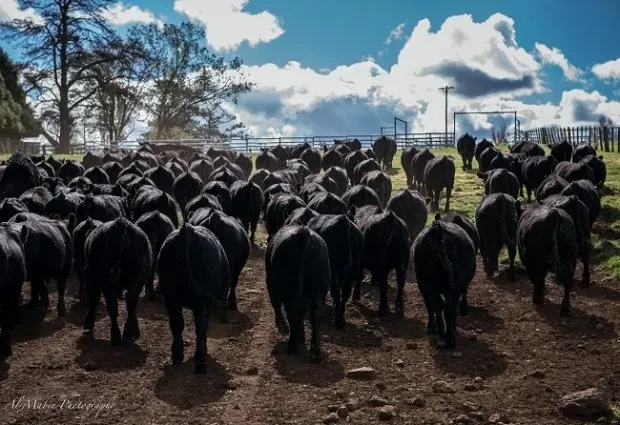 Bald Blair Angus