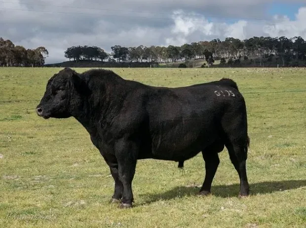 Bald Blair Angus