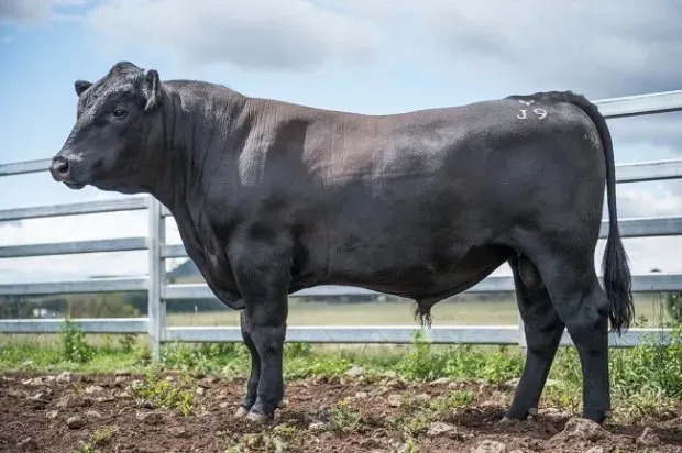 Bald Blair Angus
