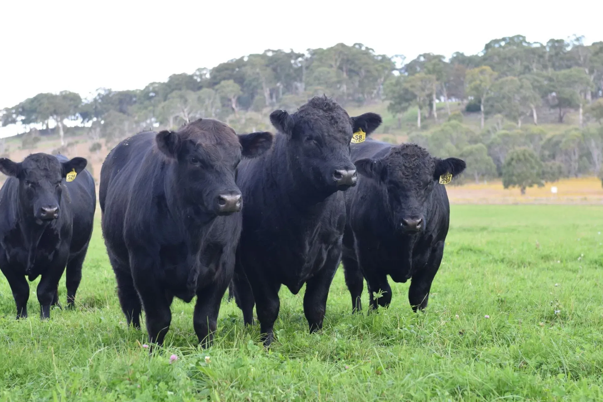Bald Blair Angus