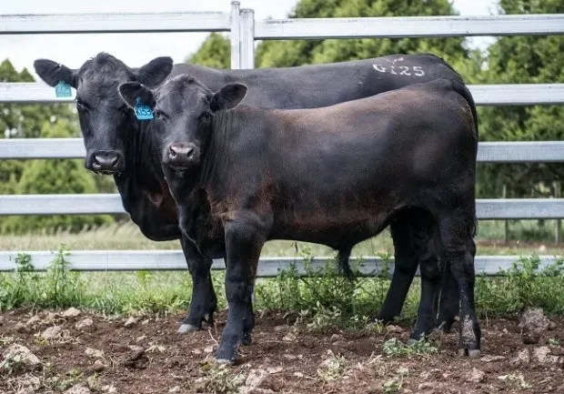 Bald Blair angus