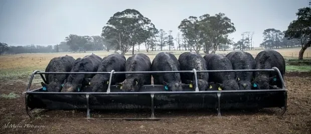 Bald Blair angus