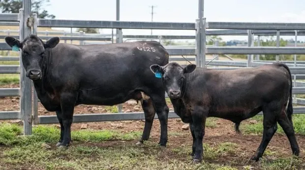 Bald Blair angus
