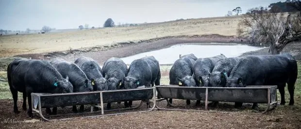 Bald Blair angus