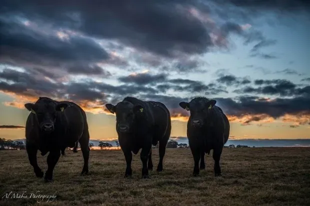 Bald Blair angus