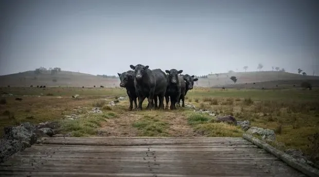 Bald Blair angus
