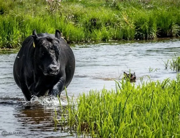 Bald Blair angus