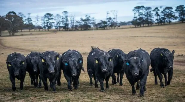 Bald Blair angus