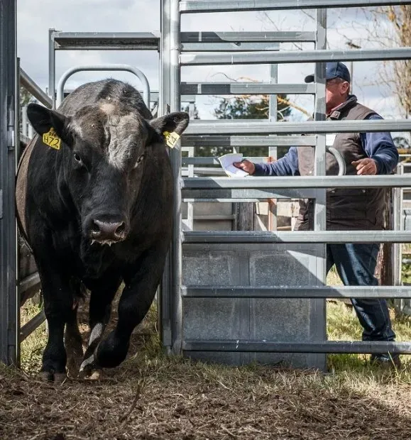 Bald Blair angus