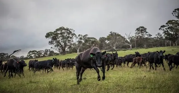 Bald Blair angus