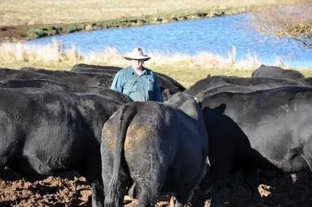 Bald Blair Angus