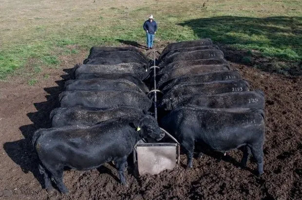 Bald Blair angus