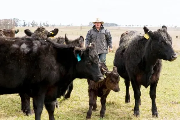 Bald Blair Angus