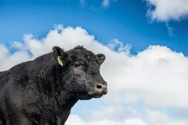 Bald Blair Angus