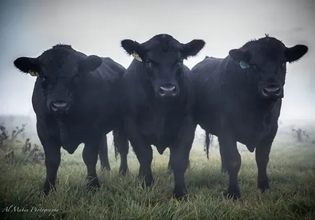 Bald Blair Angus