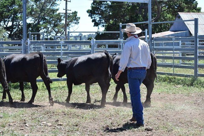 Bald Blair Angus