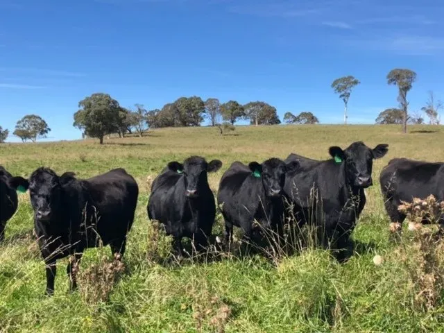 Bald Blair Angus